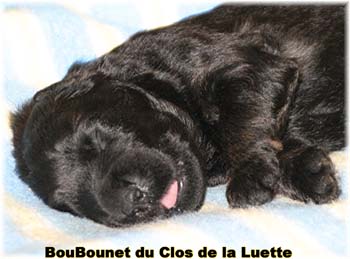 CHIOT BOUVIER DES FLANDRES SITE WEB ELEVAGE DU CLOS DE LA LUETTE SPECIALISE POUR LE BOUVIER DES FLANDRES ©